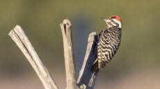 Ladder-backed Woodpecker male