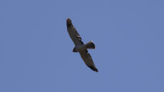 Northern Harrier