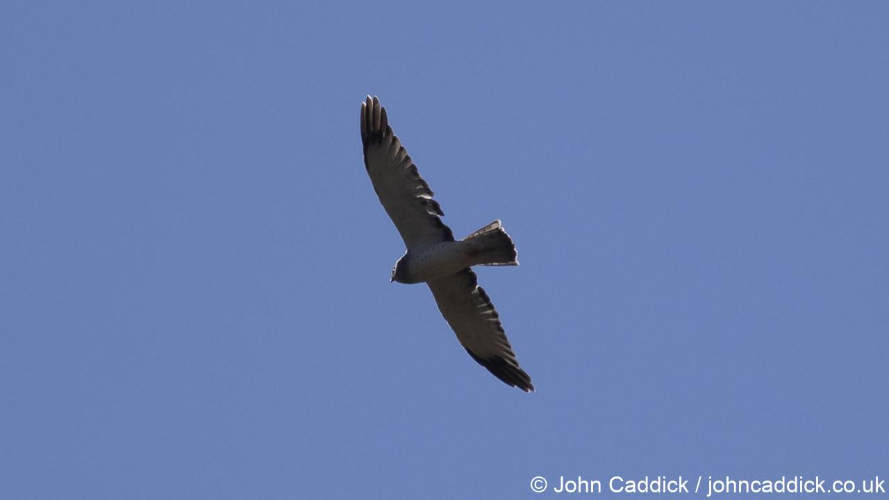 Northern Harrier