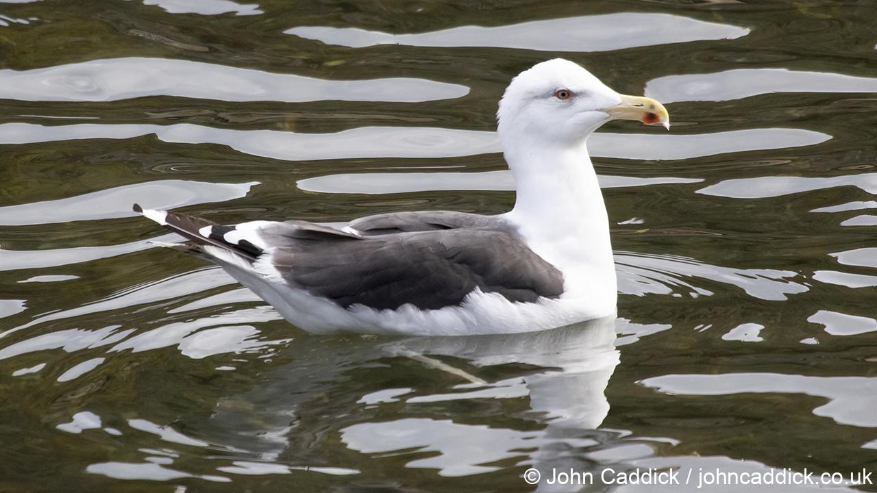 Great Black-backed Gull adult