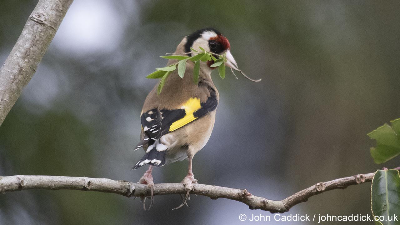 European Goldfinch with nest material