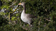 Greylag Goose on nest