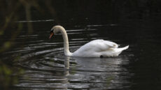 Mute Swan