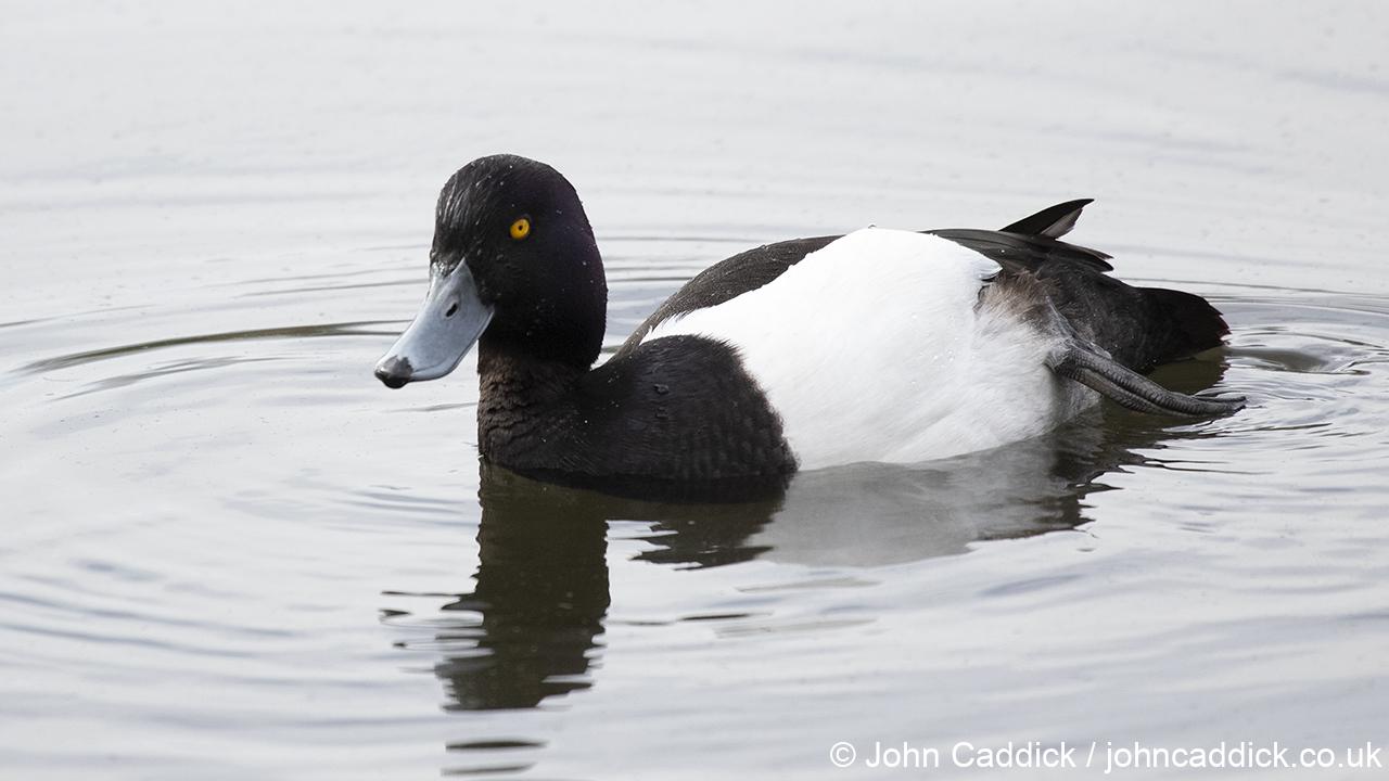 Tufted Duck adult male