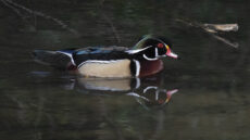 Wood Duck adult male