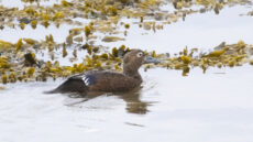 Steller’s Eider female