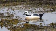 Steller’s Eider male