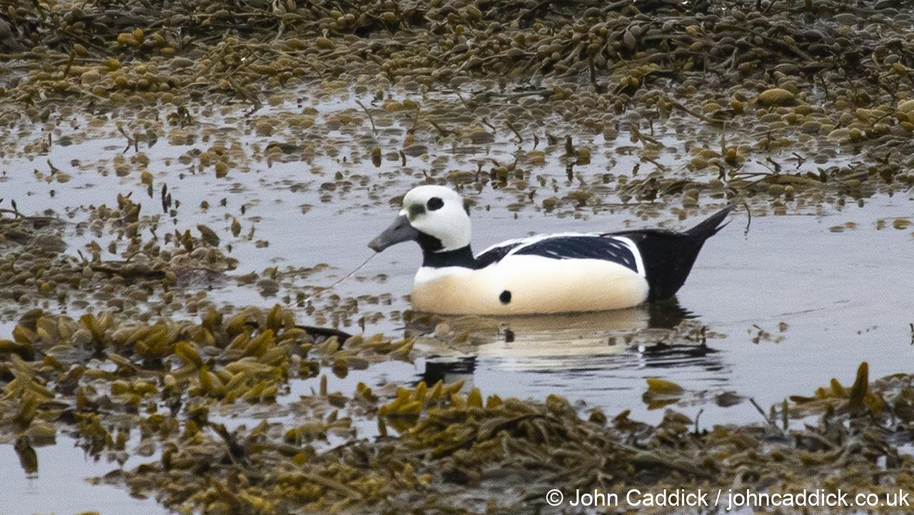 Steller’s Eider male