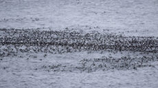 Auks feeding