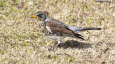 Fieldfare