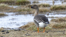 Tundra Bean Goose