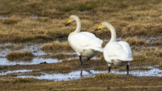 Whooper Swan