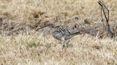 Eurasian Curlew