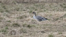 Taiga Bean Goose