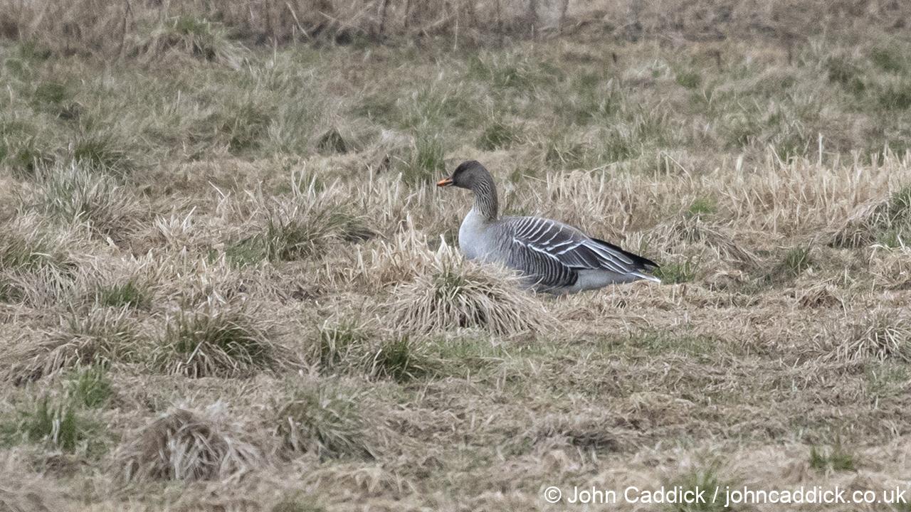 Taiga Bean Goose