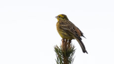 Yellowhammer female