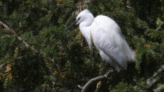 Little Egret in breeding plumage