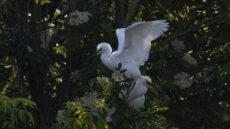 Little Egret juvenile at nest