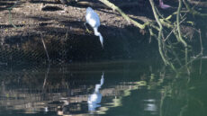 Little Egret juvenile attacking its reflection