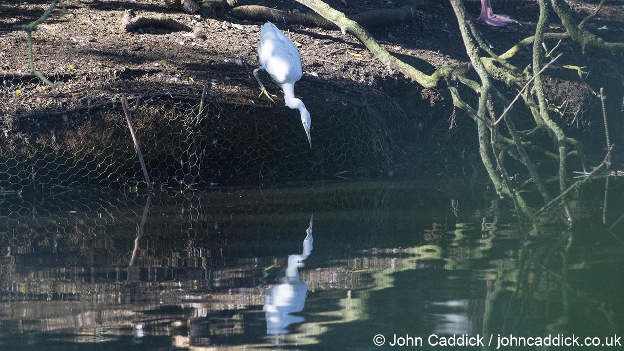 Little Egret juvenile attacking its reflection