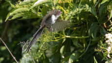 Long-tailed Tit juvenile in flight