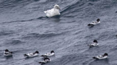 Southern Giant Petrel pale morph