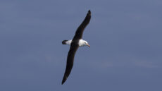 Black-browed Albatross adult