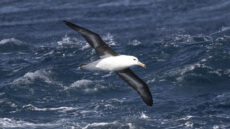 Black-browed Albatross immature