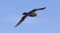 Southern Giant Petrel adult dark form