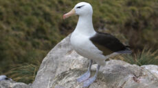 Black-browed Albatross adult at nest site