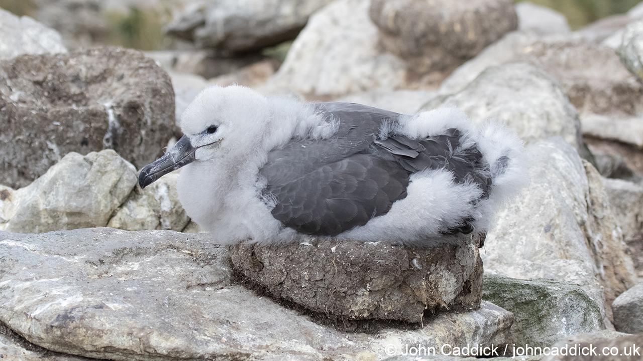 Black-browed Albatross chick on nest
