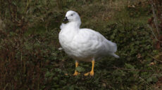 Kelp Goose adult male