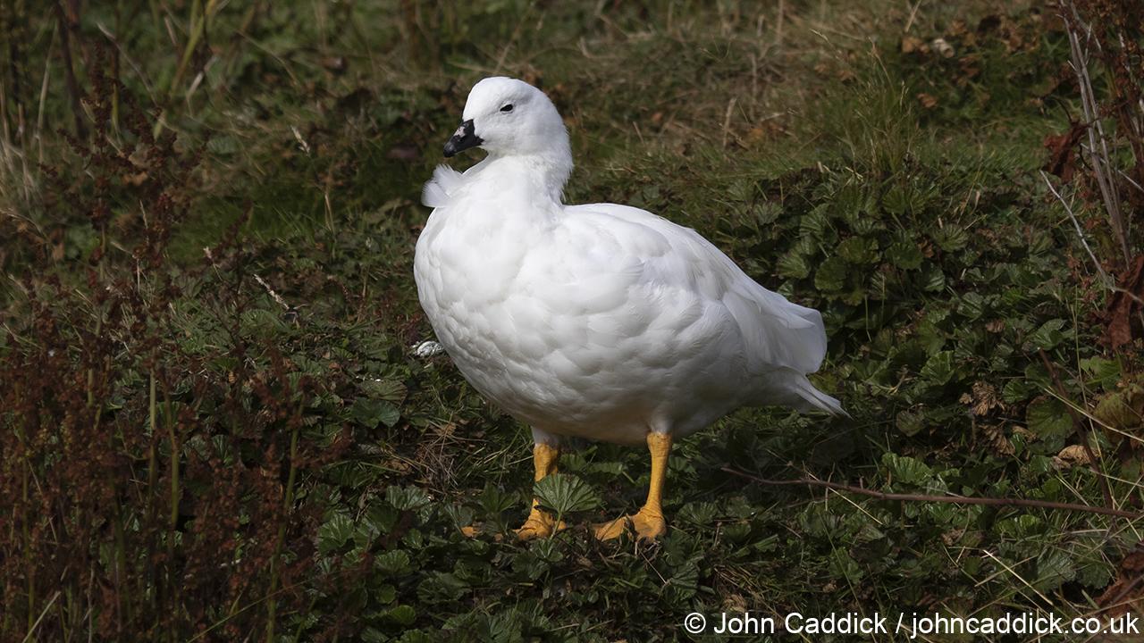Kelp Goose adult male