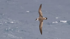 Great Shearwater adult