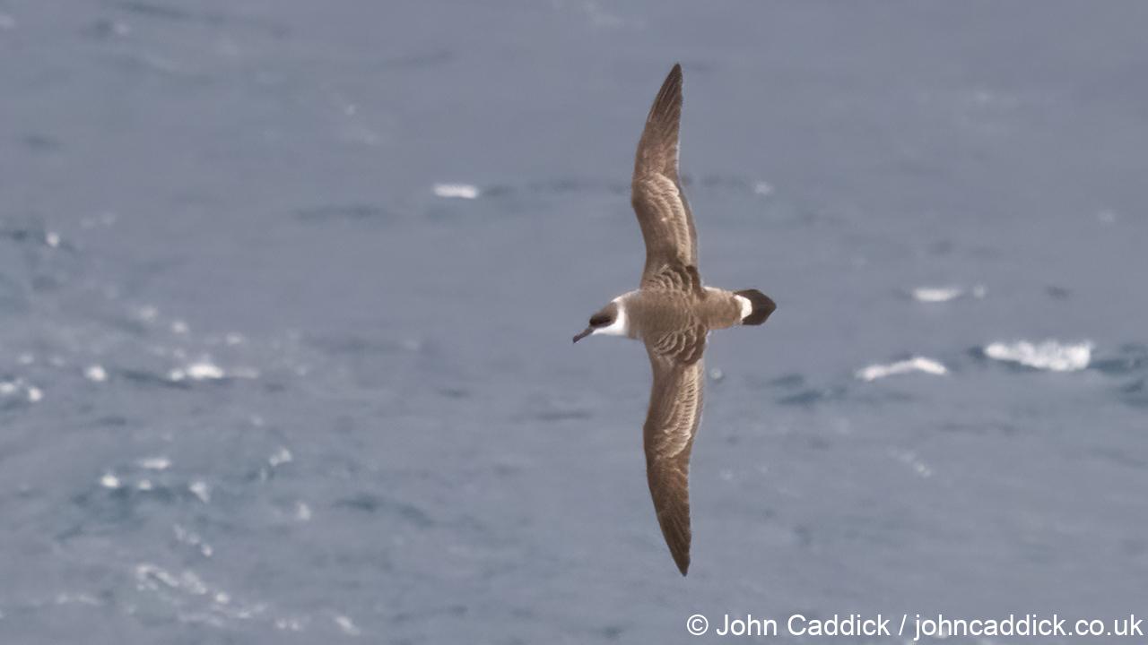Great Shearwater adult