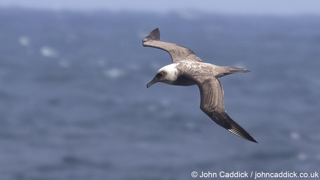 Sooty Albatross juvenile