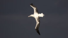 Southern Royal Albatross adult
