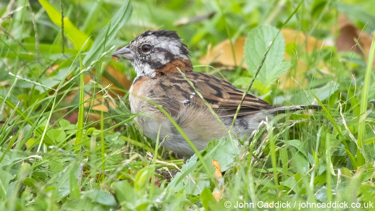 Rufous-collared Sparrow adult