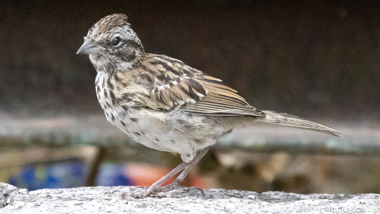 Rufous-collared Sparrow juvenile