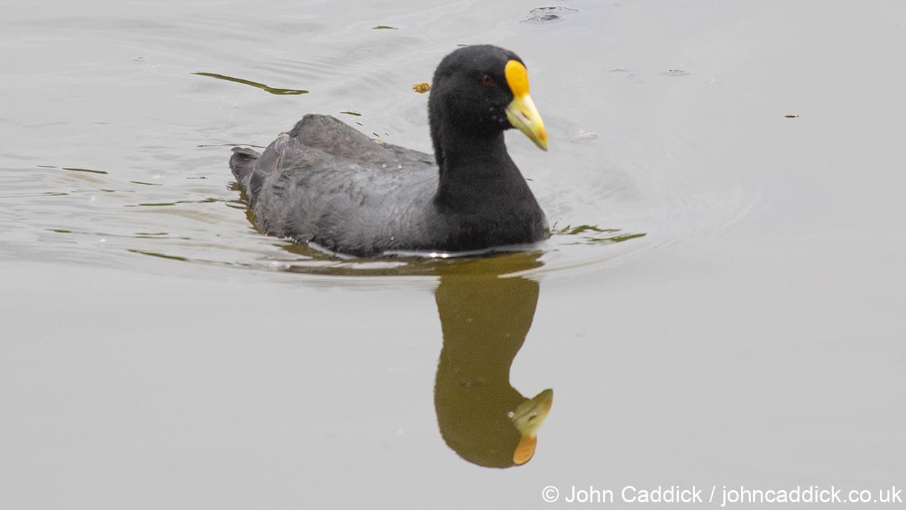 White-winged Coot adult