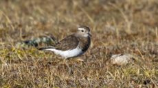 Rufous-chested Plover (Dotterel)