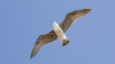 Yellow-legged Gull First Winter