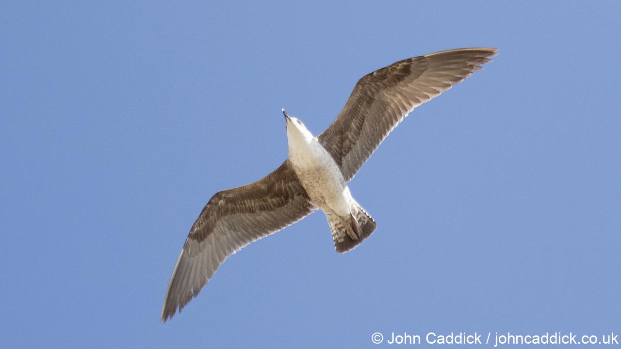 Yellow-legged Gull First Winter