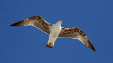 Yellow-legged Gull First Winter