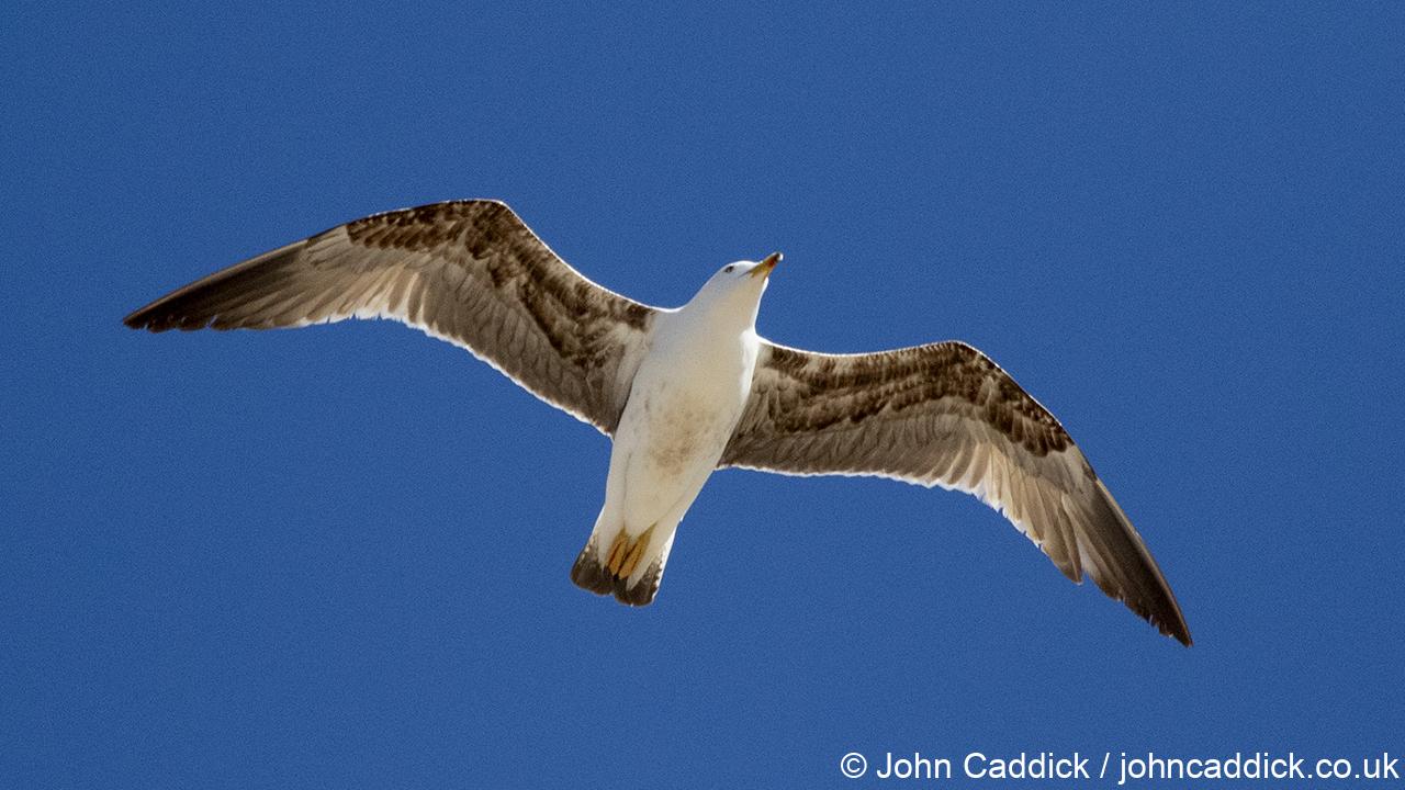 Yellow-legged Gull First Winter