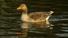 Greylag Goose