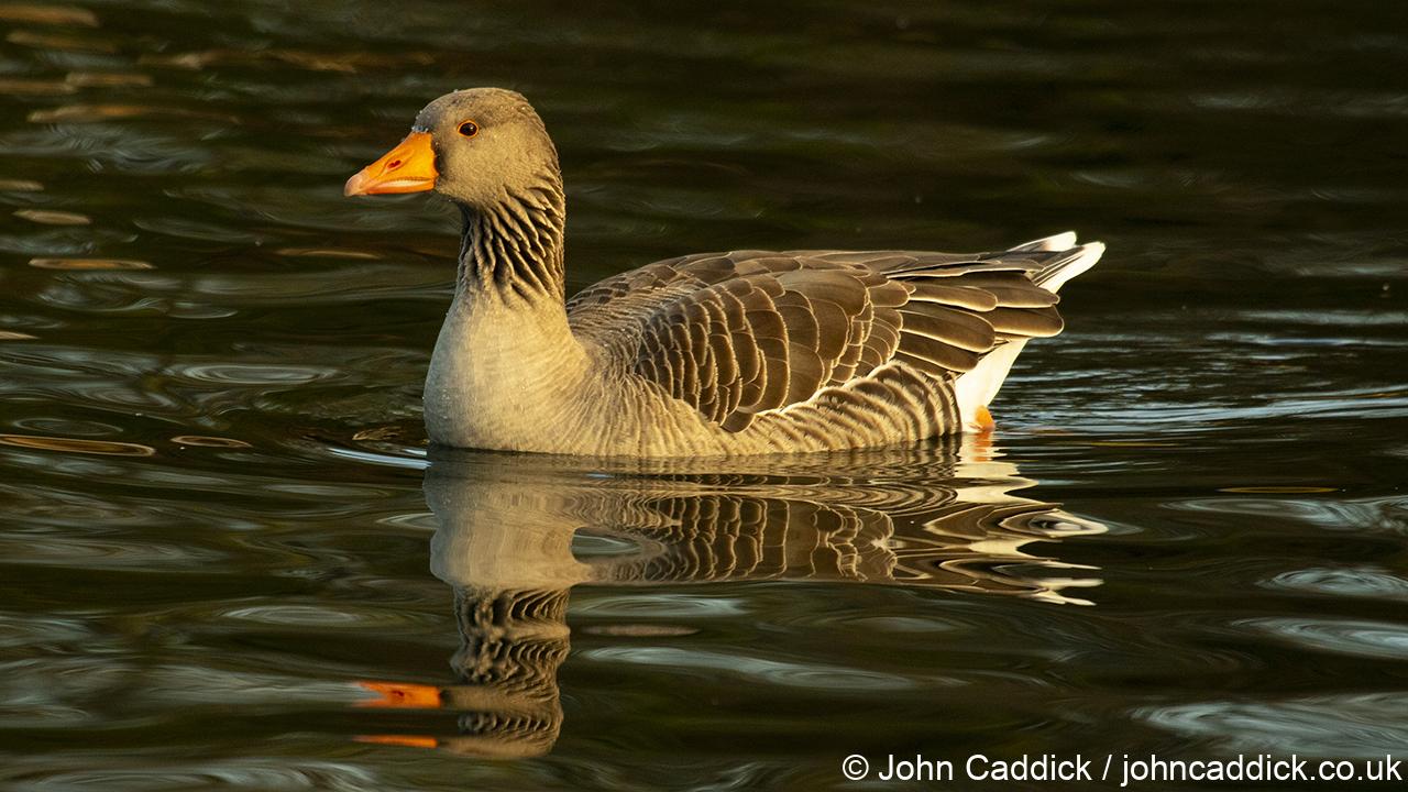 Greylag Goose