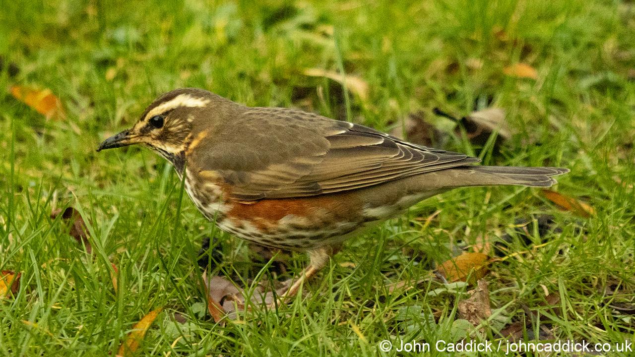 Redwing