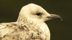 European Herring Gull immature