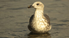 Lesser Black-backed Gull juvenile